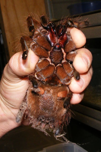 Goliath birdeater tarantula (Theraphosa blondi) là loài nhện lớn nhất thế giới. Chúng thuộc họ Taranutla. Gần đây, một nhà khoa học Mỹ vừa phát hiện một con Goliath birdeater trong khu rừng ở Nam Mỹ. Ông cho biết con nhện Goliath có khối lượng khoảng 170 gram, với chiều dài chân lên tới 30 cm, chúng có kích thước tương đương chó con và những chiếc răng nanh rất lợi hại. Để tự bảo vệ bản thân, chúng phát ra tiếng rít rất khó chịu và phóng lông gai có nọc độc vào kẻ thù, gây đau đớn và ngứa.