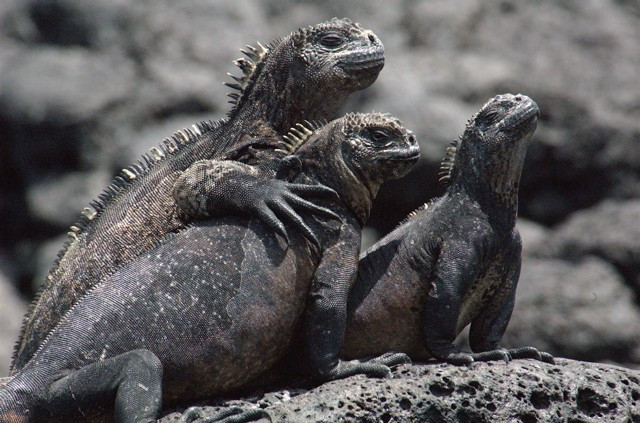 Kỳ đà tại quần đảo Galapagos là loài bò sát ăn rong biển. Màu sắc của chúng là sự pha trộn giữa nâu, hồng, xanh nhạt và xanh lá cây. Chúng thường dùng hàm răng sắc nhọn để “bào” rong biển ở những mỏm đá. Với hình dáng xù xì, người ta gọi chúng là “quái vật xấu xí”.