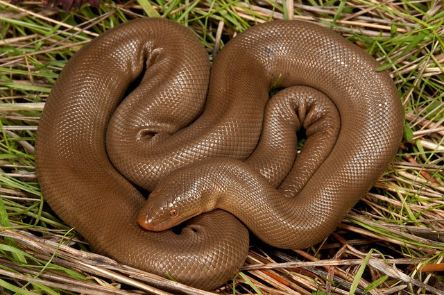 Trăn Rubber Boa thích nghi cao trong mọi điều kiện môi trường. Với khả năng tự kiểm soát thân nhiệt rất tốt, chúng có thể sống tới 70 năm. "Trăn hai đầu" Rubber Boa dùng đuôi lớn như mồi nhử để tự vệ. Đuôi của chúng còn có thể chịu những vết cắn trong quá trình vật lộn với lũ chuột.
