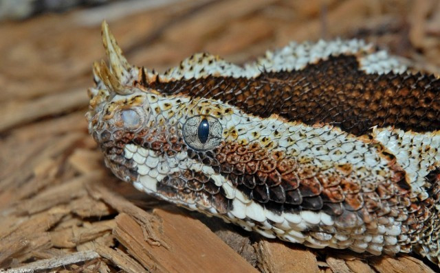 Rắn độc Viper là một trong số những kẻ săn mồi hiệu quả và đáng sợ nhất trên hành tinh. Thức ăn của loài rắn này thường là những con mồi nhỏ, song chúng cũng dễ dàng tấn công con người và gây nên hậu quả nghiêm trọng. Do sở hữu bộ da có màu sắc rực rỡ nên Viper trở thành một trong số những loài đẹp nhất trong họ hàng nhà rắn. Ngoài ra, bộ sừng trên đầu và đuôi nhện dị thường khiến rắn Viper trở nên hấp dẫn một cách kỳ lạ.