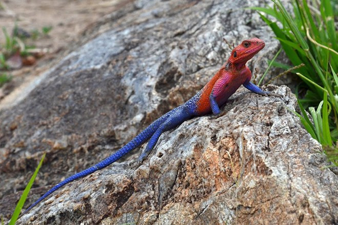 Thằn lằn Agama đầu đỏ là một trong số những loài bò sát đẹp nhất hành tinh. Với chiều dài từ 35 đến 38 cm, Agama chủ yếu sống ở châu Phi. Màu sắc trên khuôn mặt và cơ thể của một con Agama đực trở nên rực rỡ vào thời điểm nóng nhất trong ngày. Sự tương phản giữa khuôn mặt màu đỏ và cơ thể xanh khiến con vật trở nên nổi tiếng với tên gọi “thằn lằn siêu nhân”.