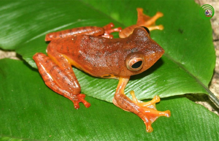 Nhưng vào ban đêm, loài ếch này như lột xác. Ảnh: Vncreatures.net.
