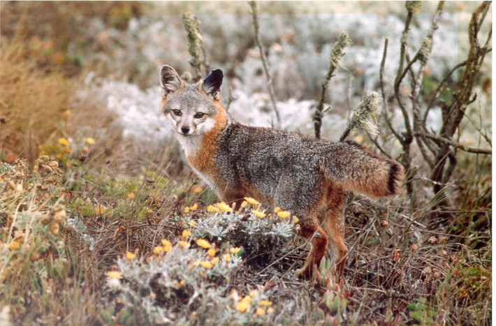 Cáo đảo (Urocyon littoralis). Kích thước: Thân dài – cm. Khu vực phân bố: Quần đảo Channel, California, Mỹ. Tình trạng bảo tồn trong Sách Đỏ IUCN: Sắp bị đe dọa. Ảnh: Wikipedia.