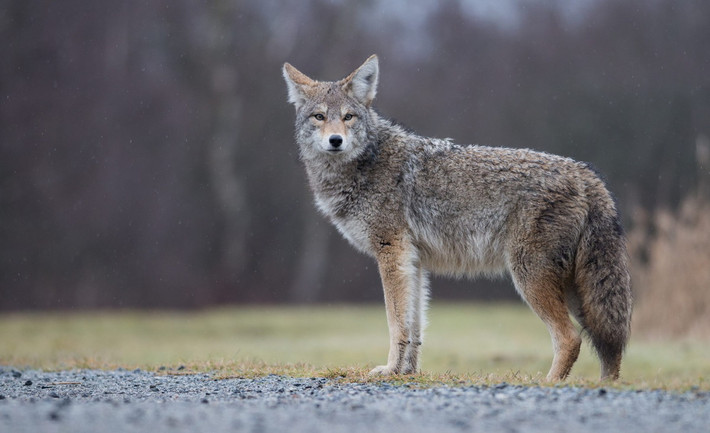 Sói đồng cỏ (Canis latrans). Kích thước: Thân dài 100–135 cm. Khu vực phân bố: Bắc Mỹ. Tình trạng bảo tồn trong Sách Đỏ IUCN: Ít quan tâm. Ảnh: City of Mississauga.
