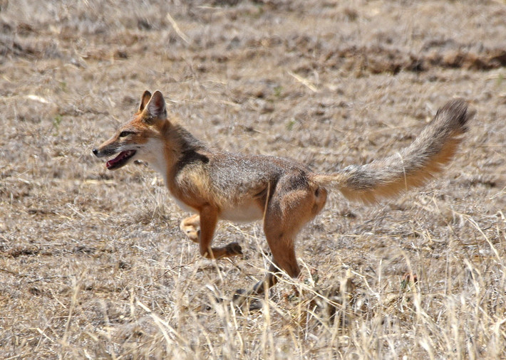 Cáo chạy nhanh (Vulpes velox). Kích thước: Thân dài 48–54 cm. Khu vực phân bố: Đồng cỏ phía Tây của Bắc Mỹ. Tình trạng bảo tồn trong Sách Đỏ IUCN: Ít quan tâm. Ảnh: iNaturalist.