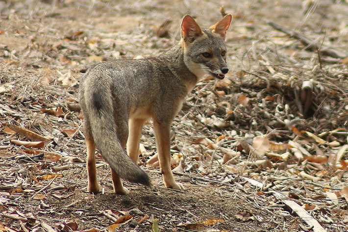 Cáo Sechuran (Lycalopex sechurae). Kích thước: Thân dài 50–78 cm. Khu vực phân bố: Sa mạc Sechura ở Tây Nam Ecuador và Tây Bắc Peru. Tình trạng bảo tồn trong Sách Đỏ IUCN: Sắp bị đe dọa. Ảnh: Galería Bioweb Ecuador.
