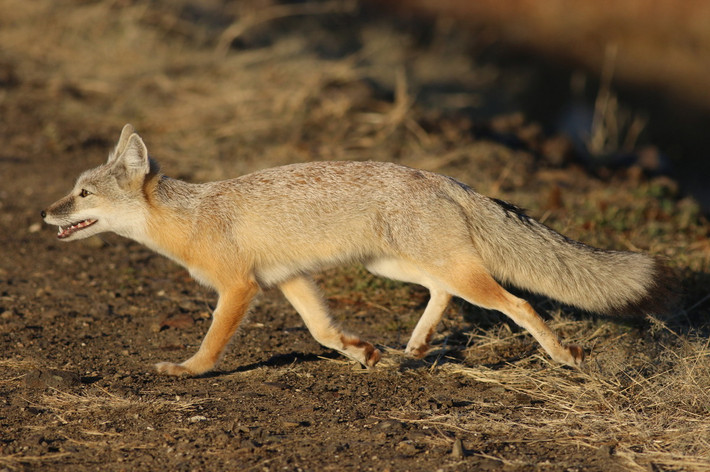Cáo Corsac (Vulpes corsac). Kích thước: Thân dài 45–60 cm. Khu vực phân bố: Trung Á. Tình trạng bảo tồn trong Sách Đỏ IUCN: Ít quan tâm. Ảnh: Wiley Online Library.