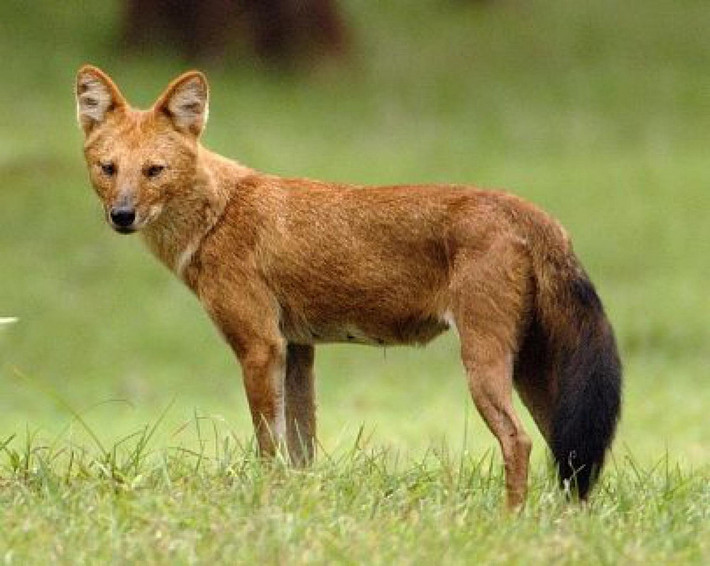 Sói lửa (Cuon alpinus). Kích thước: Thân dài 80–90 cm. Khu vực phân bố: Đông Nam Á. Tình trạng bảo tồn trong Sách Đỏ IUCN: Nguy cấp. Ảnh: Thai National Parks.