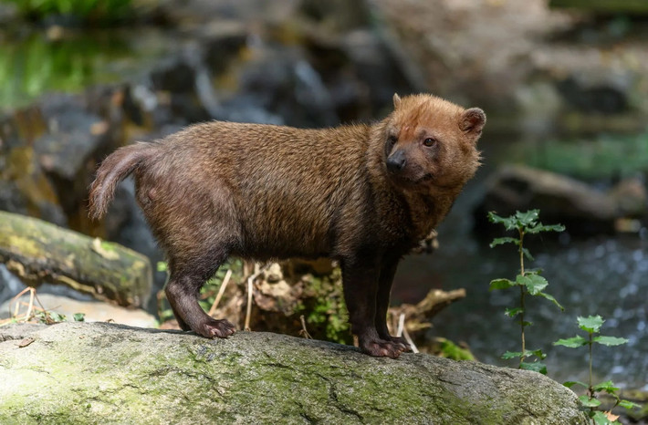 Chó lông rậm (Speothos venaticus). Kích thước: Thân dài 57–75 cm. Khu vực phân bố: Phía Bắc của Nam Mỹ. Tình trạng bảo tồn trong Sách Đỏ IUCN: Sắp bị đe dọa. Ảnh: Encyclopedia Britannica.
