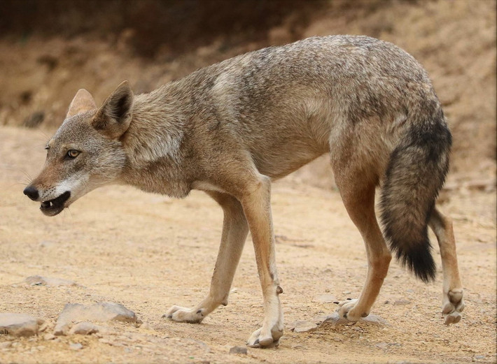 Sói vàng châu Phi (Canis lupaster). Kích thước: Thân dài 90–100 cm. Khu vực phân bố: Bắc và Đông bBắc châu Phi. Tình trạng bảo tồn trong Sách Đỏ IUCN: Ít quan tâm. Ảnh: Wikipedia.