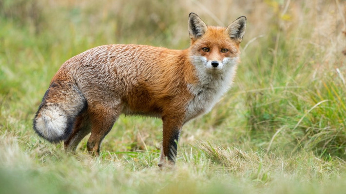 Cáo đỏ (Vulpes vulpes). Kích thước: Thân dài 62–72 cm. Khu vực phân bố: lục địa Á - Âu và Bắc Mỹ. Tình trạng bảo tồn trong Sách Đỏ IUCN: Ít quan tâm.