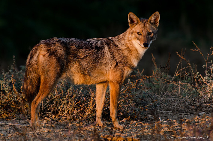 Chó rừng lông vàng (Canis aureus). Kích thước: Thân dài 60–132 cm. Khu vực phân bố: Đông Âu, Trung Đông và Nam Á. Tình trạng bảo tồn trong Sách Đỏ IUCN: Ít quan tâm. Ảnh: iNaturalist.