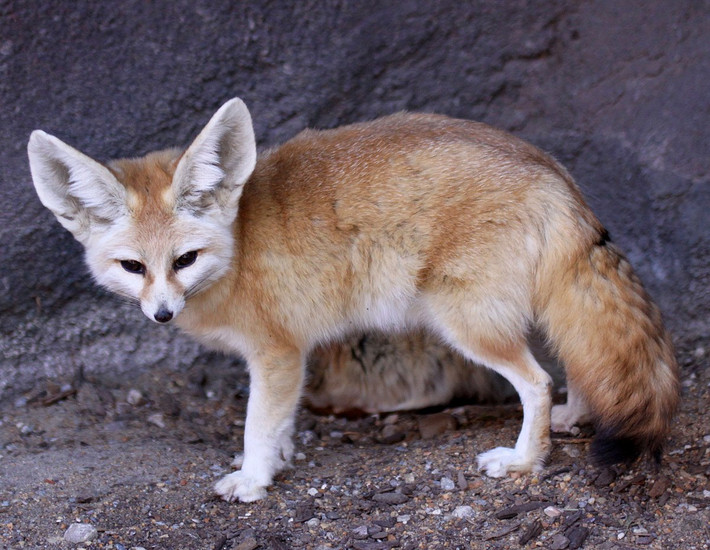 Cáo Fennec (Vulpes zerda). Kích thước: Thân dài 33–40 cm. Khu vực phân bố: Bắc Phi. Tình trạng bảo tồn trong Sách Đỏ IUCN: Ít quan tâm. Ảnh: Wikipedia.
