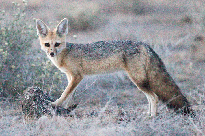 Cáo Cape (Vulpes chama). Kích thước: Thân dài 45–61 cm. Khu vực phân bố: Nam Phi. Tình trạng bảo tồn trong Sách Đỏ IUCN: Ít quan tâm. Ảnh: Wikipedia.