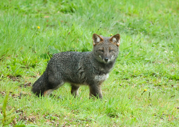 Cáo Darwin (Lycalopex fulvipes). Kích thước: Thân dài 48–59 cm. Khu vực phân bố: Nam Chile. Tình trạng bảo tồn trong Sách Đỏ IUCN: Nguy cấp. Ảnh: Wikipedia.