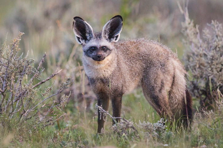 Cáo tai dơi (Otocyon megalotis). Kích thước: Thân dài 46–61 cm. Khu vực phân bố: Đông và Nam Phi. Tình trạng bảo tồn trong Sách Đỏ IUCN: Ít quan tâm. Ảnh: Wikipedia.