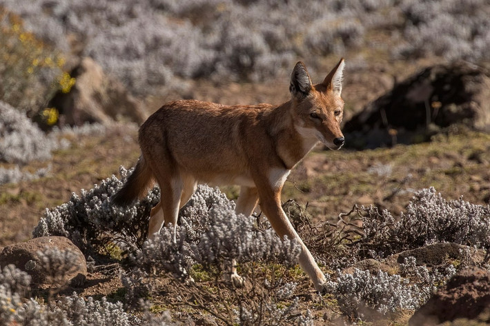 Sói Ethiopia (Canis simensis). Kích thước: Thân dài 84–100 cm. Khu vực phân bố: Cao nguyên Ethiopia. Tình trạng bảo tồn trong Sách Đỏ IUCN: Nguy cấp. Ảnh: Wikipedia.
