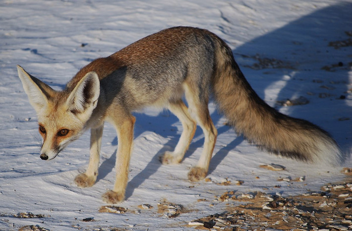 Cáo Rüppell (Vulpes rueppellii). Kích thước: Thân dài 35–56 cm. Khu vực phân bố: Bắc Phi và Trung Đông. Tình trạng bảo tồn trong Sách Đỏ IUCN: Ít quan tâm. Ảnh: Wikipedia.