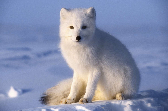Cáo Bắc Cực (Vulpes lagopus). Kích thước: Thân dài 50–75 cm. Khu vực phân bố: Vùng cận cực Bắc của lục địa Á - Âu và Bắc Mỹ. Tình trạng bảo tồn trong Sách Đỏ IUCN: Ít quan tâm. Ảnh: ThoughtCo.