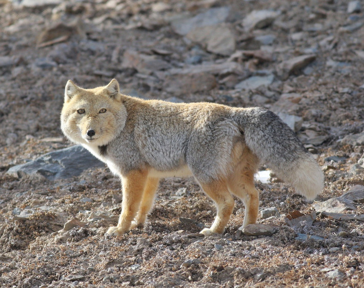 Cáo Tây Tạng (Vulpes ferrilata). Kích thước: Thân dài 49–70 cm. Khu vực phân bố: Cao nguyên Nepal và Tây Tạng. Tình trạng bảo tồn trong Sách Đỏ IUCN: Ít quan tâm. Ảnh: iNaturalist Canada.