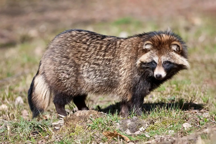 Lửng chó (Nyctereutes procyonoides). Kích thước: Thân dài 49–71 cm. Khu vực phân bố: Đông Á lục địa. Tình trạng bảo tồn trong Sách Đỏ IUCN: Ít quan tâm. Ảnh: Salon.com.
