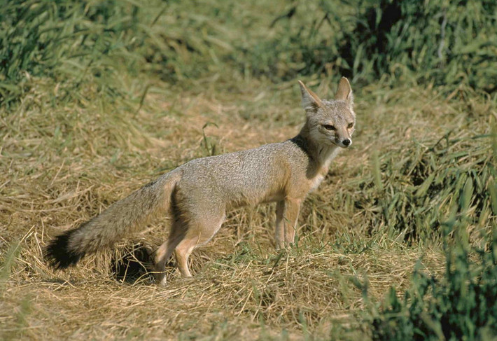 Cáo nhỏ Bắc Mỹ (Vulpes macrotis). Kích thước: Thân dài 46–54 cm. Khu vực phân bố: Phía Tây và Nam của Bắc Mỹ. Tình trạng bảo tồn trong Sách Đỏ IUCN: Ít quan tâm. Ảnh: Wikipedia.