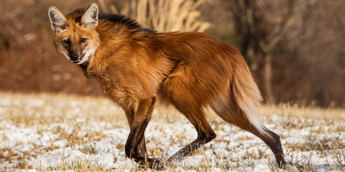 Sói bờm (Chrysocyon brachyurus). Kích thước: Thân dài 100–130 cm. Khu vực phân bố: Miền trung của Nam Mỹ. Tình trạng bảo tồn trong Sách Đỏ IUCN: Sắp bị đe dọa. Ảnh: Smithsonian's National Zoo.