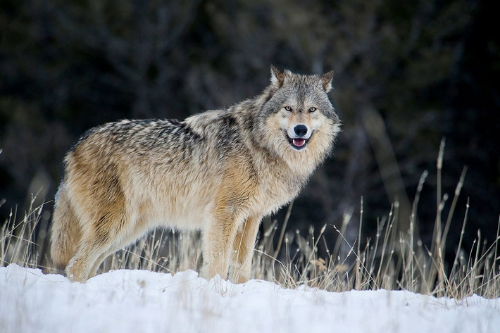 Sói (Canis lupus). Kích thước: Thân dài 106–160 cm. Khu vực phân bố: lục địa Á - Âu và Bắc Mỹ. Tình trạng bảo tồn trong Sách Đỏ IUCN: Ít quan tâm. Ảnh: CNN.