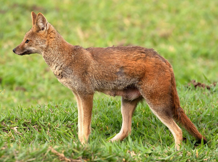 Cáo hoa râm (Lycalopex vetulus). Kích thước: Thân dài 49–71 cm. Khu vực phân bố: Trung và Nam Brazil. Tình trạng bảo tồn trong Sách Đỏ IUCN: Ít quan tâm. Ảnh: Wikipedia.