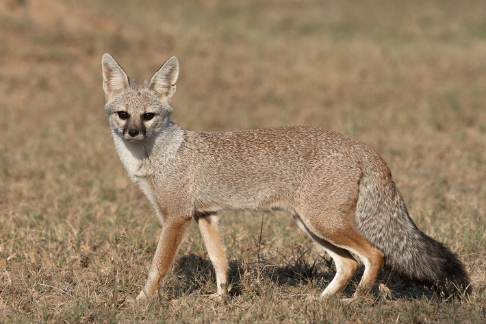 Cáo Bengal (Vulpes bengalensis). Kích thước: Thân dài 39–58 cm. Khu vực phân bố: Ấn Độ. Tình trạng bảo tồn trong Sách Đỏ IUCN: Ít quan tâm. Ảnh: Wikipedia.