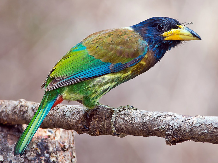 Chim thầy chùa lớn (Psilopogon virens) dài 32-33 cm, là loài định cư, tương đối phổ biến tại Tây Bắc, không phổ biến tại Đông Bắc và Bắc Trung Bộ. Sinh cảnh của loài chim thuộc họ Cu rốc này là rừng lá rộng thường xanh, độ cao 800-2.600 mét.