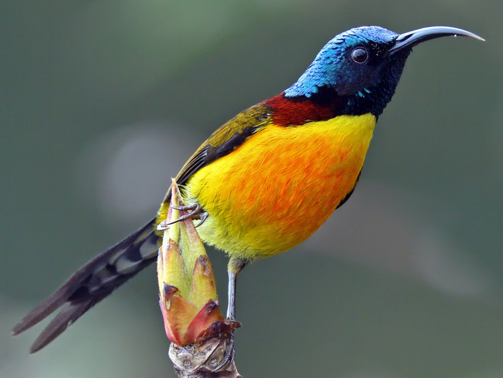 Chim hút mật Nê Pan (Aethopyga nipalensis) dài 11-33,5 cm, là loài định cư tương đối phổ biến tại Tây Bắc và Trung Bộ. Sinh cảnh cúa chúng là rừng lá rộng thường xanh, rừng thứ sinh, bìa rừng ở độ cao 1.140 – 2.750 mét.