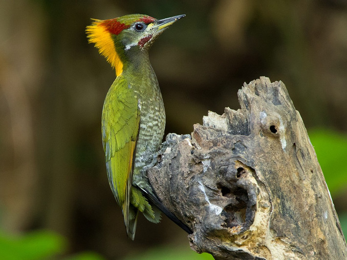 Chim gõ kiến xanh gáy vàng (Picus flavinucha) dài 31-35 cm, là loài định cư tương đối phổ biến trong cả nước (VQG Tam Đảo, ba Vì, Cúc Phương, bạch Mã, Chư Yang Sin, Cát Tiên, Bidoup Núi Bà). Chúng sống ở rừng lá rộng thường xanh, rừng rụng lá, rừng thông bản địa.