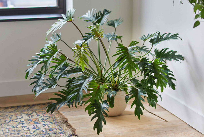 Trầu bà chân vịt (Philodendron xanadu) còn gọi là trầu bà khía là loài trầu bà kích cỡ trung binh có bộ lá đẹp với những chiếc lá xẻ thùy mọc xen kẽ vòng quanh thân tạo nên tán tròn tự nhiên. Lá non có màu xanh nhạt và chuyển đậm khi già, mặt lá bóng. Cây có mùi thơm hơi giống mùi lá ổi.