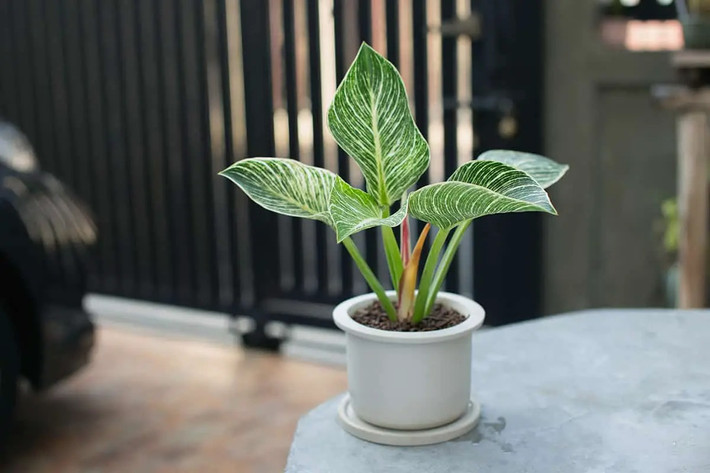 Trầu bà kim cương (Philodendron birkin) có thân ngắn không phân nhánh, mặt trên lá có màu xanh xen kẽ với đường kẻ sọc dọc trắng mảnh nhìn rất nổi bật và lạ mắt.