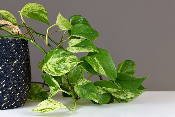 Trầu bà leo (Epipremnum aureum) là loài trầu bà phổ biến nhất. Loài cây này có lá hình trái tim, kích cỡ trung bình, có nhiều biến thể về màu sắc như trầu bà xanh, trầu bà vàng, trầu bà cẩm thạch. Là loài cây leo, chúng có thể buông rủ xuống khi treo trên cao hoặc leo lên cột khi trồng trong chậu.