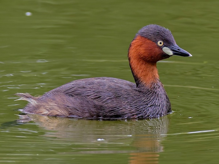 Le hôi (Tachybaptus ruficollis) dài 23-29 cm, có mặt khắp lục địa Á - Âu và châu Phi. Loài chim lặn nhỏ và mập này có lông cổ chuyển sang màu đỏ khi đến mùa sinh sản. Là loài phân bố rộng nhất trong các loài le, chúng có cả ở Việt Nam. Ảnh: eBird.