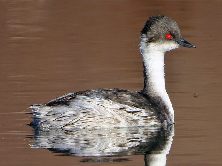 Le bạc (Podiceps occipitalis) dài 25-29 cm, phân bố từ dãy Andes đến quần đảo Falkland ở Nam Mỹ. Loài này tập hợp trên các hồ nước mặn hoặc có tính kiềm để sinh sản theo bầy đàn.