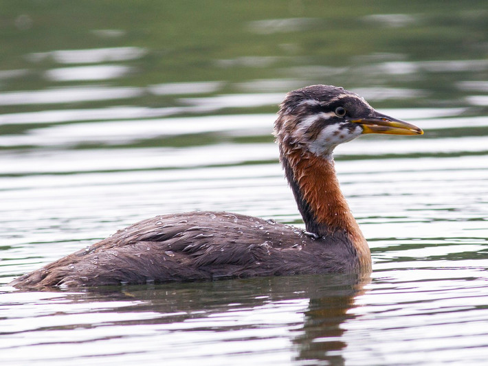 Le cổ đỏ (Podiceps grisegena) dài 40-50 cm. Loài chim này sinh sản ở lục địa Á - Âu và Bắc Mỹ, trú đông ở các vùng bờ biển phía Nam. Chúng di trú về đêm giống các loài le khác.