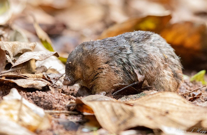 Chuột chũi vàng Hottentot (Amblysomus hottentotus) dài 12-15 cm, phân bố ở vùng ven biển phía Đông của Nam Phi. Loài này cư trú trong các hệ thống đường hầm dài đến 200 mét. Chúng đào hang bằng ngón thứ 2 và 3 ở bàn chân trước.