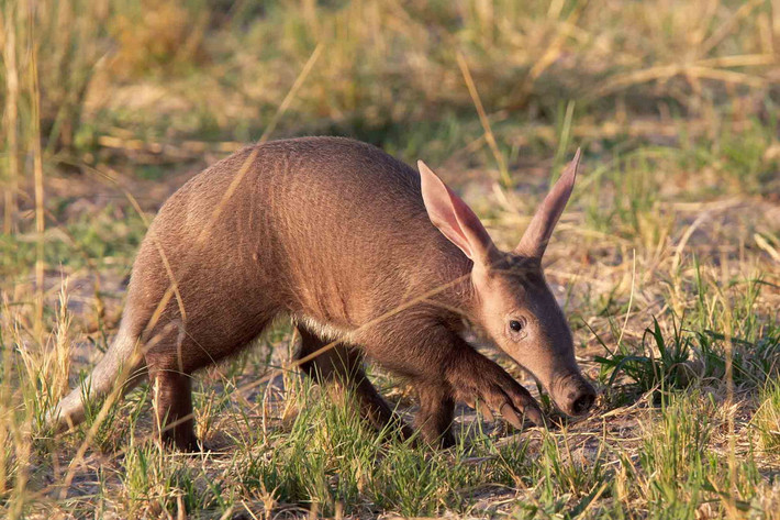 Sinh sống trên hầu khắp khu vực châu Phi hạ Sahara, lợn đất (Orycteropus afer) được coi là một trong những loài thú lạ lùng nhất trên thế giới. Ảnh: Wildlife Explained.