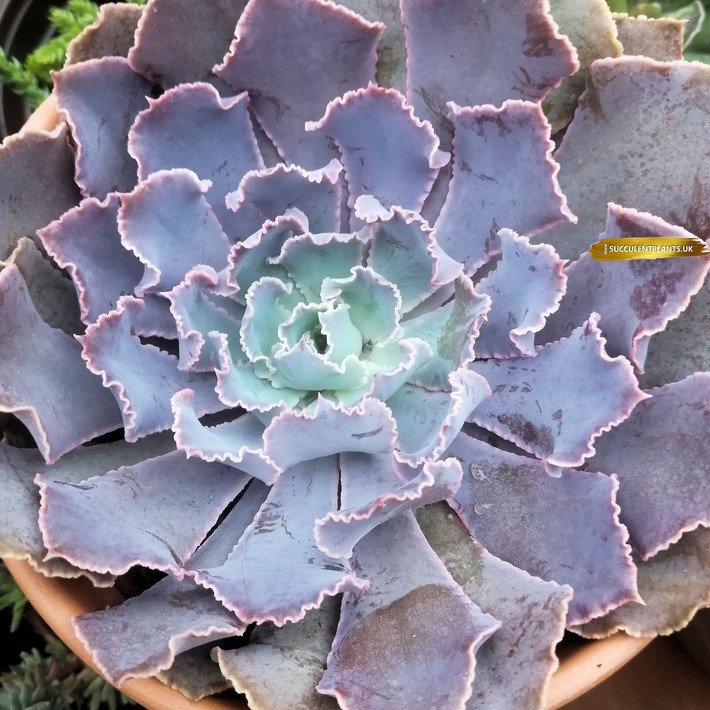 Sen đá diềm lam (Blue frills echeveria) có viền lá gợn sóng đặc trưng, trông giống một số loài san hô dưới biển. Chúng nở ra những bông hoa màu hồng cam trong mùa hè.
