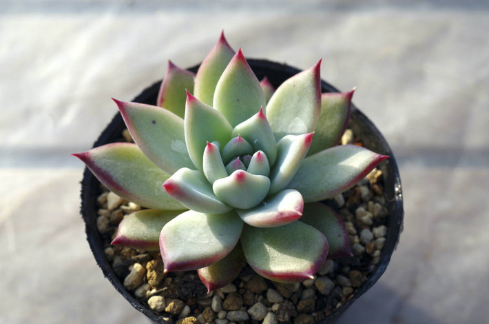 Sen đá Lindsayana (Lindsayana echeveria) có màu xanh nhẹ nhàng với đầu lá màu đỏ tươi. Chúng sẽ nổi bật khi trồng kết hợp với các loài sen đá màu tối hơn.