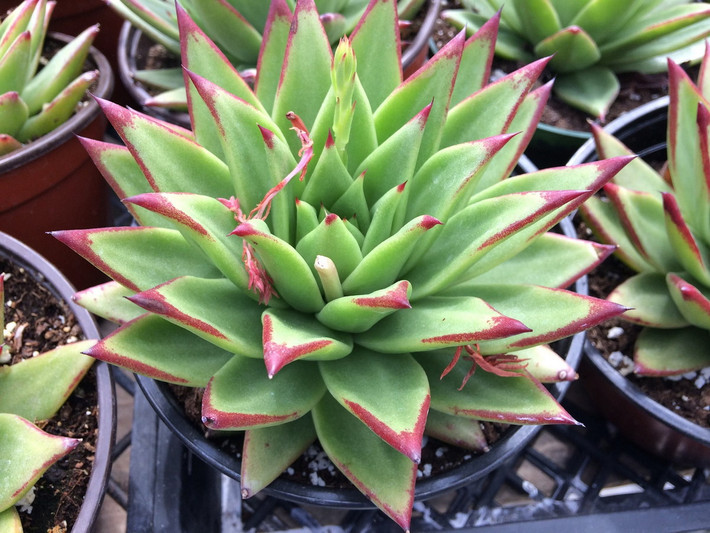 Sen đá đế vương hay sen đá son môi (Lipstick echeveria) được nhận biết nhờ những chiếc lá màu xanh có đầu mút nhọn màu đỏ tươi. Hoa của chúng màu đỏ.