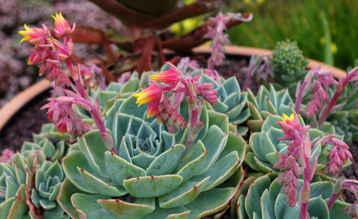 Sen đá sương (Glaucous echeveria) trông giống một bông hoa hồng lớn với cánh hoa là những chiếc lá phớt bạc như phủ lớp sương mỏng. Cây ra hoa màu vàng hồng vào mùa hè.