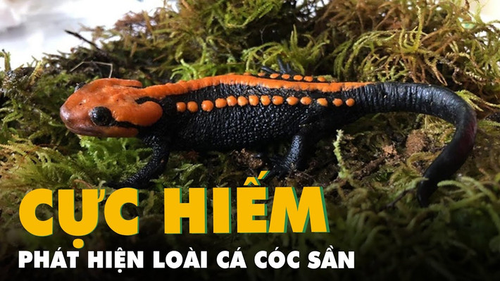 Loài mới nằm cách quần thể họ hàng cùng chi Tylototriton gần nhất khoảng 370 km, do vậy đây cũng là một khám phá quan trọng về mặt tiến hóa và địa lý động vật học. Ảnh: Phùng Mỹ Trung.