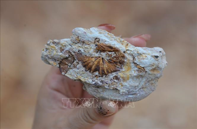 Vào cuối tháng 7/2023, Bảo tàng tỉnh Lạng Sơn đã phối hợp với Viện Khảo cổ học tiến hành khai quật di chỉ khảo cổ tại hang Ngườm Sâu ở xã Gia Lộc, huyện Chi Lăng, tỉnh Lạng Sơn. Trong cuộc khai quật này, các chuyên gia đã tìm thấy hơn 900 hiện vật khảo cổ học giá trị thuộc nền văn hóa Bắc Sơn. Ảnh: TTXVN.