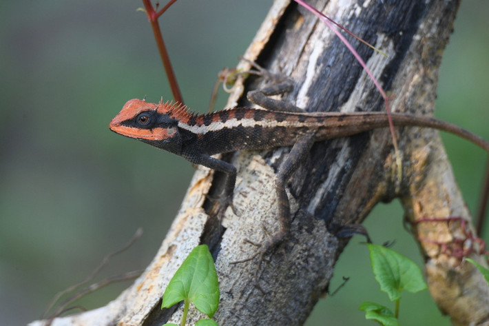 Nhông Emma (Calotes emma). Kích cỡ: Dài thân 11 cm, dài đuôi 26 cm. Khu vực phân bố: Bắc Cạn, Vĩnh Phú (cũ), Ninh Bình, Nghệ An, Hà Tĩnh, Quảng Trị, Đồng Nai, Bình Phước, Bà Rịa - Vũng Tàu (Côn Đảo). Ảnh: iNaturalist.