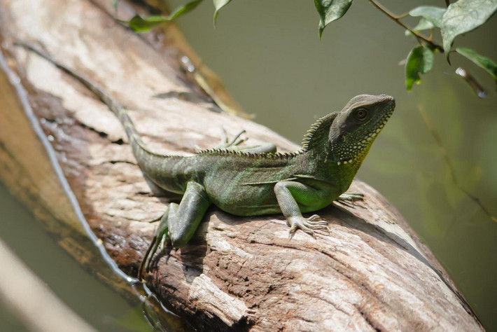 Rồng đất (Physignathus cocincinus). Kích cỡ: Dài thân 20-25 cm, dài đuôi 35-60 cm. Khu vực phân bố: Hầu khắp các tỉnh thành từ Bắc vào Nam. Ảnh: Thai National Parks.