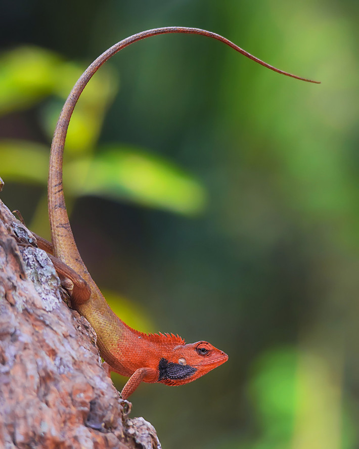 Nhông hàng rào (Calotes versicolor). Kích cỡ: Dài thân 7-8 cm, dài đuôi 12-26 cm. Khu vực phân bố: Hầu khắp các tỉnh ở nước ta. Ảnh: India Biodiversity Portal.